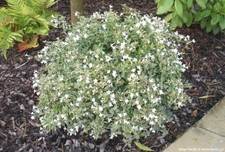 Plantes Abelia chinensis variegata pot 3 litres 40/60 cm