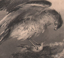 1855 Beautiful Engraving Peregrine Falcon Prey Birds Ornithology