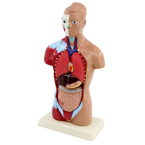 Torse humain corps - corps, anatomie