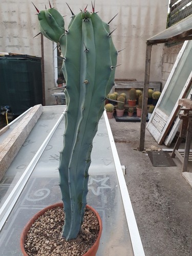 Cactus cierge myrtillocactus - cactus,