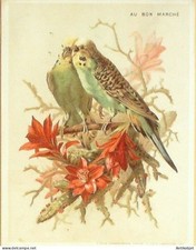 Chromo Au Bon Marche Oiseaux Parruches 1903