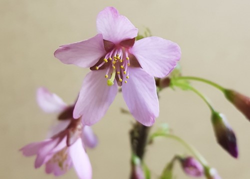 Prunus incisa paean - incisa, /