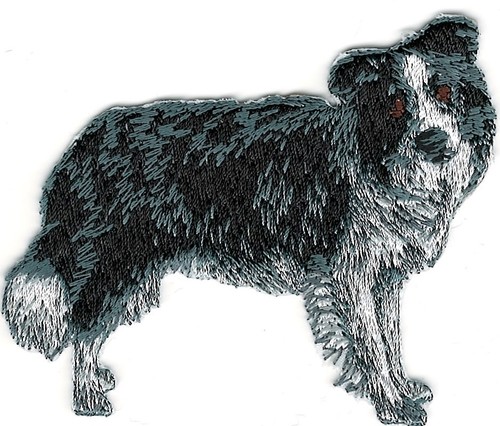 1 4 border collie - 2, 1/2"