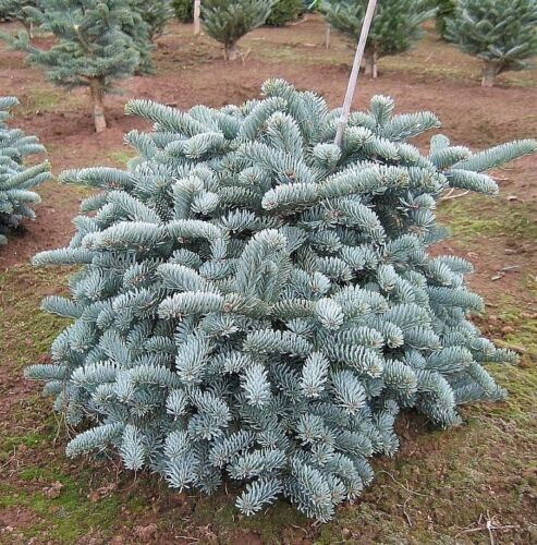 Sapin noble - sapin,