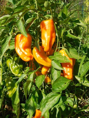 Graines piment poivron - de, piment/poivron