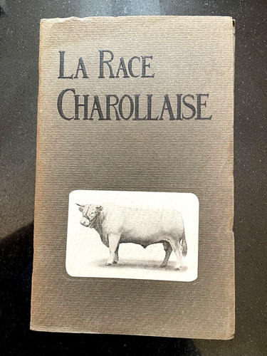 Race bovine charollaise - la,