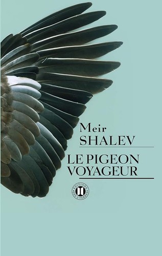 Pigeon voyageur shalev - le,