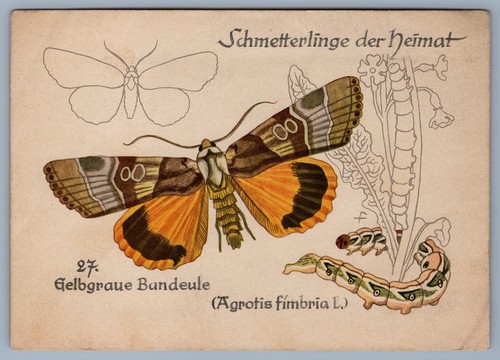 Butterfly yellow gray banded - butterfly, yellow-gray