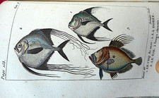 Histoire naturelle des