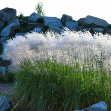 Miscanthus sinensis Memory 2L