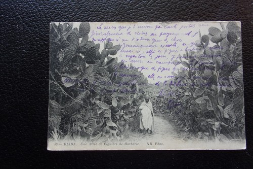 Algerie carte postale blida - algerie,
