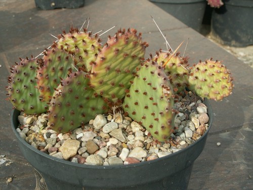 Opuntia garnet glow - 'garnet, glow'
