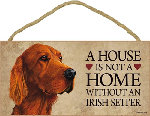 Irlandais setter intérieur - setter,