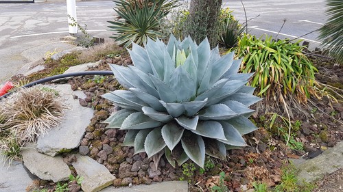 Agave ovatifolia godet - /,