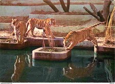 Animaux - Fauves - Tigre -