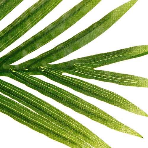 Plante artificielle palmier - plante,