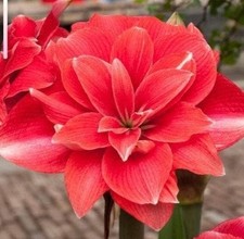 DOUBLE DREAM Jumbo Amaryllis