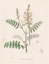 Onobrychis Radiata Esparcette Afrique Botanique Lithographie Knowles 1837