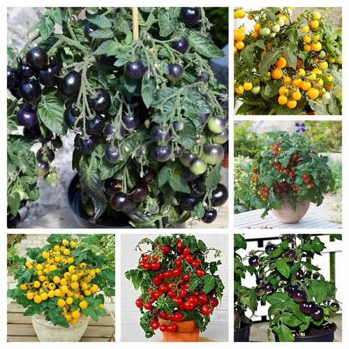 Pack tomates naines - pack,