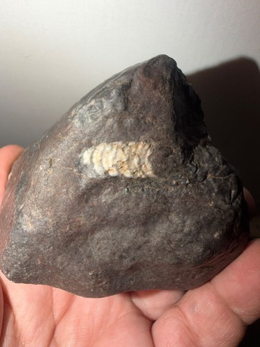 Fossils orthocéras - fossils,