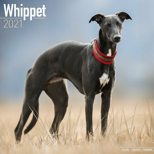Calendrier 2021 whippet - calendrier,
