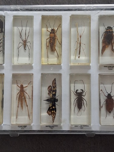 Insectes resine - insectes,