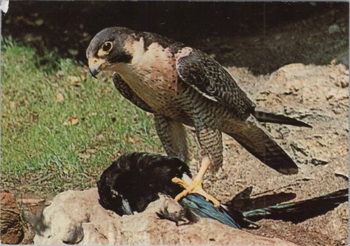 Carte postale faucon - postale,