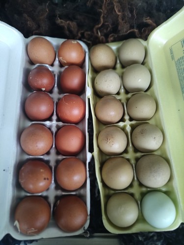 Rainbow hatching eggs - hatching,
