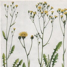 Crepis  Pl 360 - Plante Fleur
