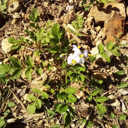Solanum acaule diploid - /,