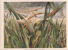 Essaim De Sauterelles