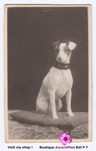 Chien jack russel pose - jack,