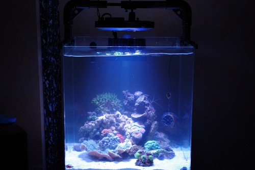 Maxspect mazarra series - maxspect, p-series