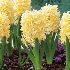 Bulbes de jacinthes Hyacinthus Gipsy Princess 16/18 15 pcs