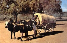 Old postcard MADAGASCAR / BUFFALO CHAR