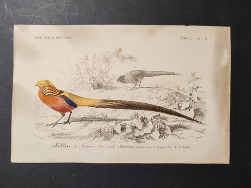 Faisan doré illustration - doré,