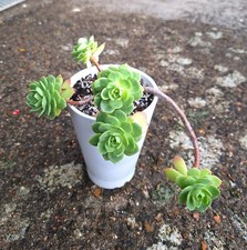  Sedeveria ‘Green Rose’  6