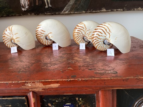 Coquillages nautiles - ,