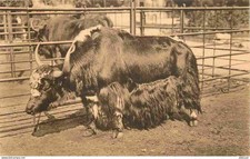 Animaux - Yack du Tibet - Antwerpen - Zoo d'Anvers - CPA - Carte Neuve - Voir Sc