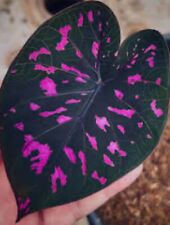 AUTHENTIC Caladium  Equador 1 bulbs