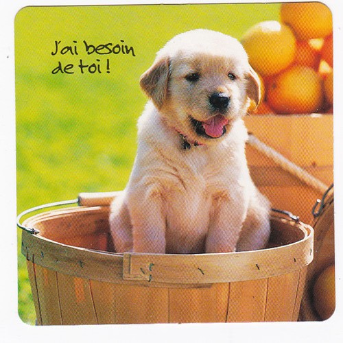 Chien chiot chiens - chiot,