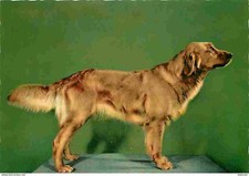 Animals - Dogs - Irish Setter - New Card - CPM - See Duplex Scans