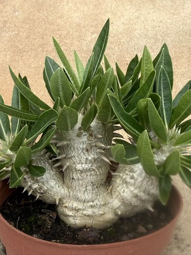 Pachypodium brevicaule - , ×