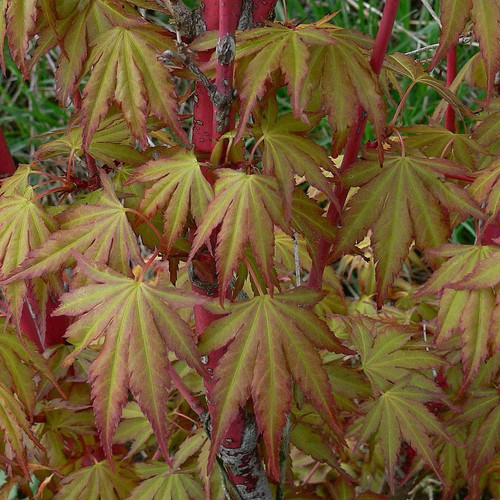 Acer palmatum senkaki - palmatum, 'senkaki'