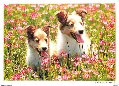 Carte postale animaux - postale,