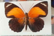 Agrias female aurantiaca pericles - Manaus Brazil -