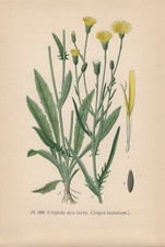 Dach-Pippau Mauer-Pippau