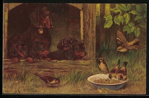 Carte postale mère teckel - , et