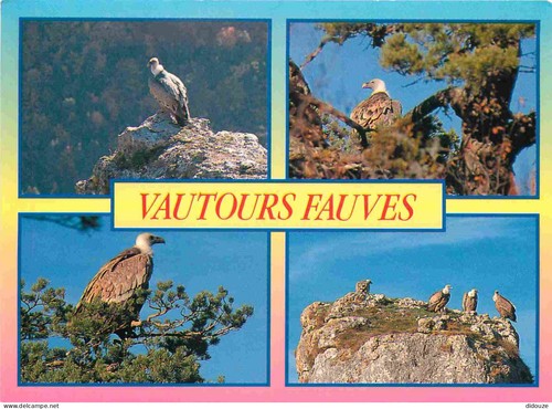 Carte postale animaux - carte,