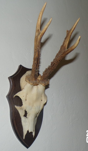 Trophee chasse massacre - chasse,